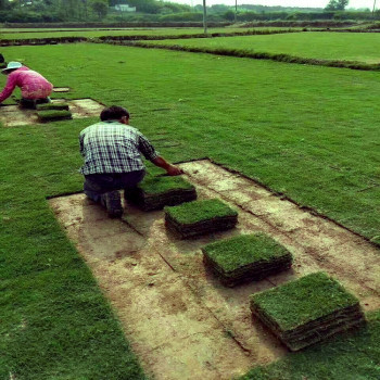 冷季型綠植剪股穎在太倉(cāng)別墅庭院綠化工程中的高成活率應(yīng)用