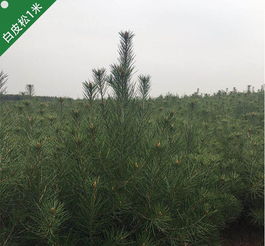 陜西鈺尚園林綠化工程有限責任公司 塑造生態(tài)與美學的綠色空間