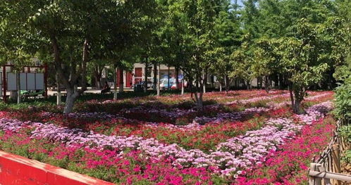 開窗見綠，出門見園——園林綠化工程點亮城市之美