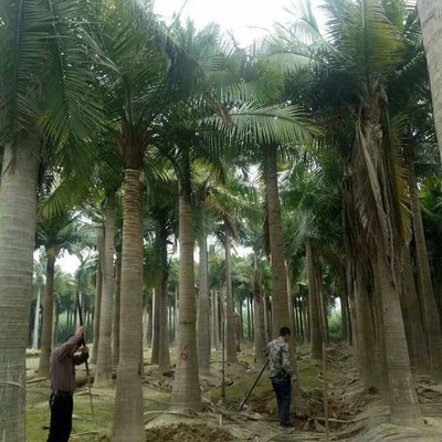 馬達加斯加椰子批發(fā)與園林綠化服務全指南 價格、聯系方式及圖片信息