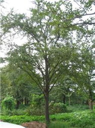 徐州市易為春園林綠化工程 生態(tài)與美學的完美融合