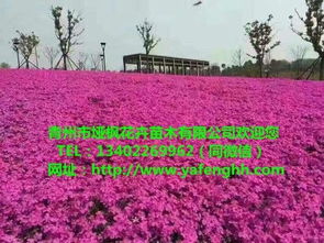 青州花卉苗木 三葉委陵菜營養杯苗，廠家直供助力園林綠化工程