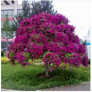 河北萬象錦眾園林綠化工程 構建城市綠色生態屏障的實踐與探索