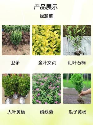 無刺構骨 四季常綠，打造高品質小區園林綠化造景